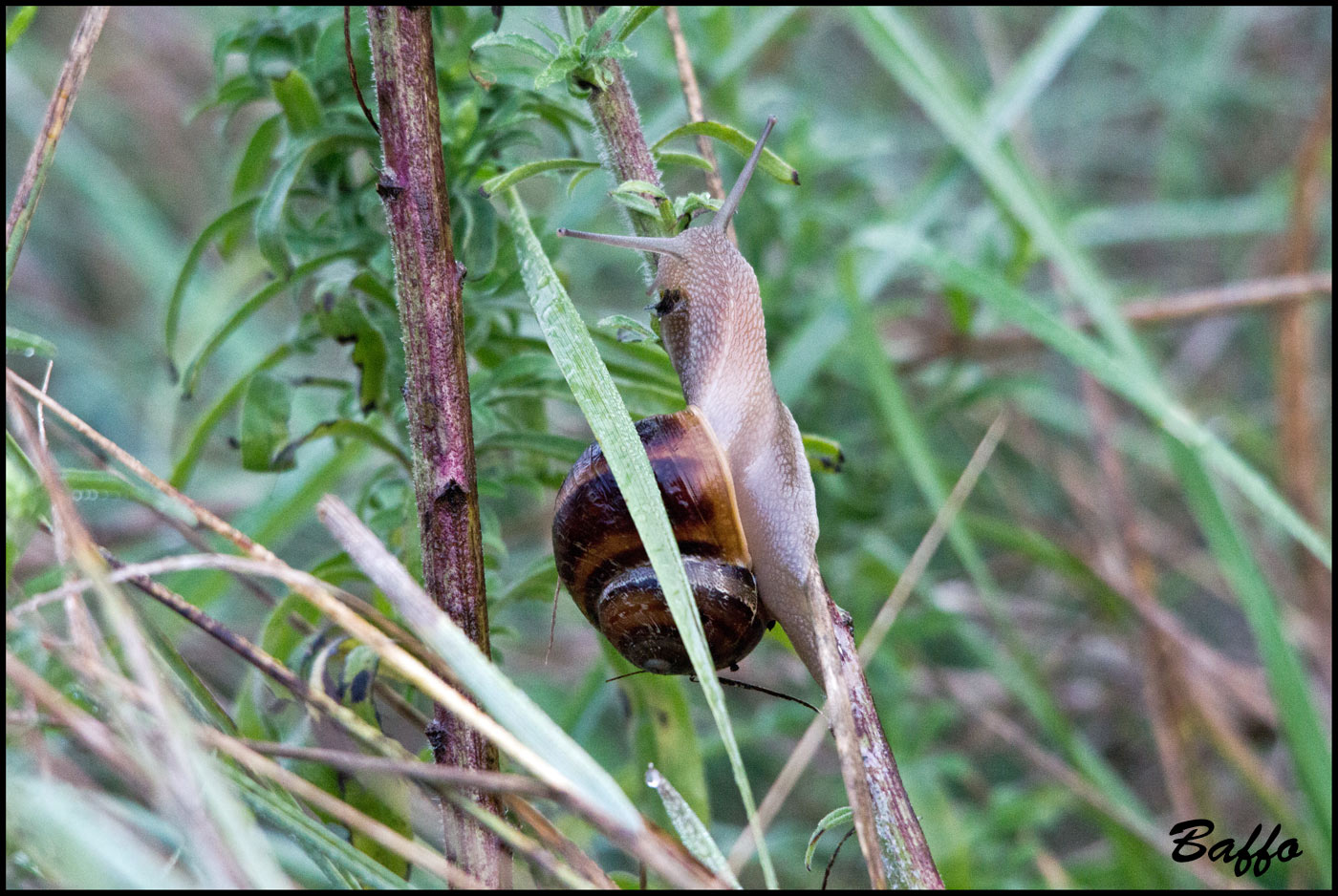 Lumache arrampicatrici